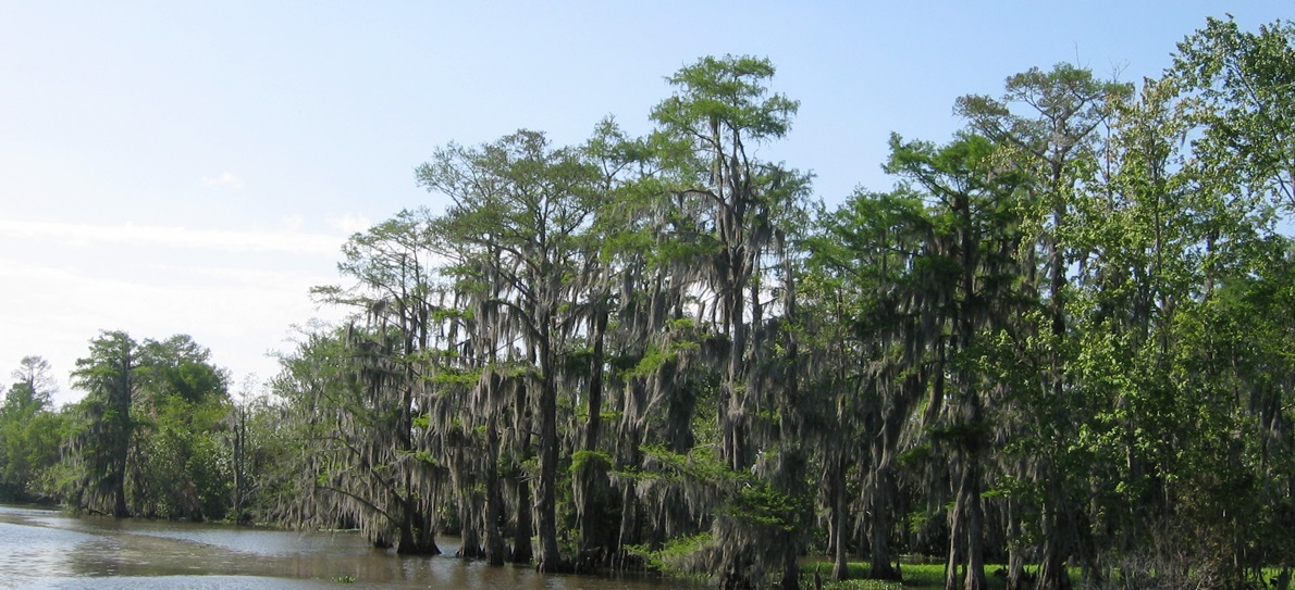 swamp